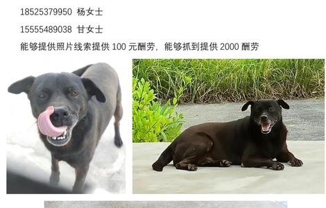 黑狗，地包天，下巴发白，身体后...