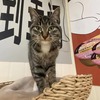 6个月大的纯正狸花猫等待领养中