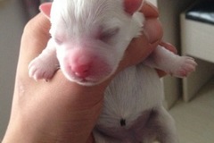 璟晨犬舍2