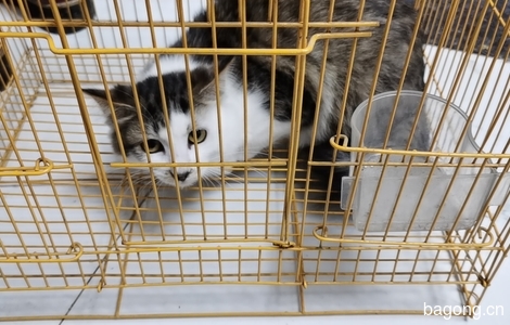 有三只小奶猫，照顾不过来，寻有爱心之人分享照顾！1