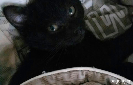 圆滚滚的小黑猫，3个月大，求靠谱爹妈领养3