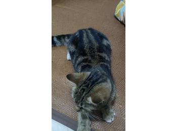 我有一只狸花猫，好心...