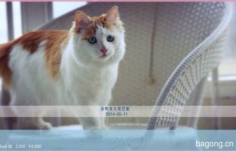 免费送猫，找爱心主人1