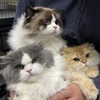 虎舅猫舍