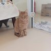 漂亮的小猫咪找家中