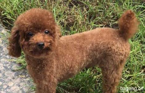 爱犬泰迪，小名糖豆儿，于25日下...