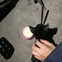黑猫警长求收养
