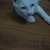 我有个田园猫