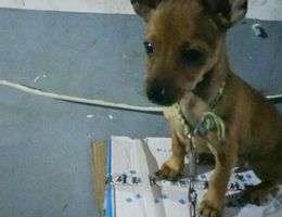 鹿犬吉娃娃混血狗狗一只 小名贝...