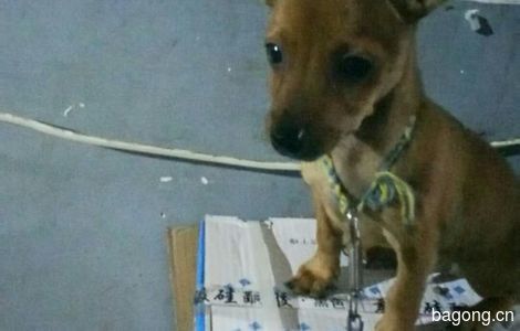鹿犬吉娃娃混血狗狗一只小名贝贝...
