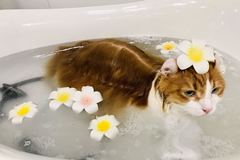 猫之宅猫咪主题生活馆3