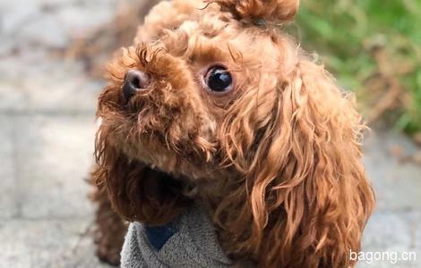 寻贵宾犬：happy
棕色毛发，体...