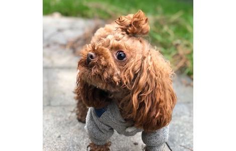 寻贵宾犬：happy
棕色毛发，体...