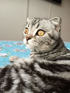 ：超级黄