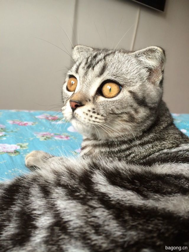 超级黄