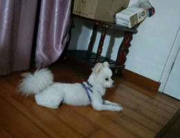 白色博美狗狗，走丢时跟图片一样...