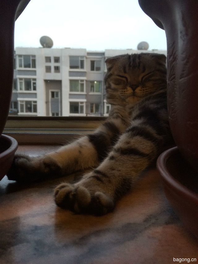 伸懒腰.