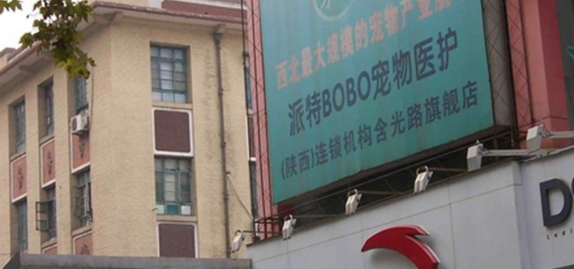 派特BOBO宠物医护1