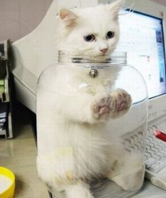 ：传说中的盆景猫？