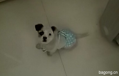 熊猫眼和小乖豆找领养0