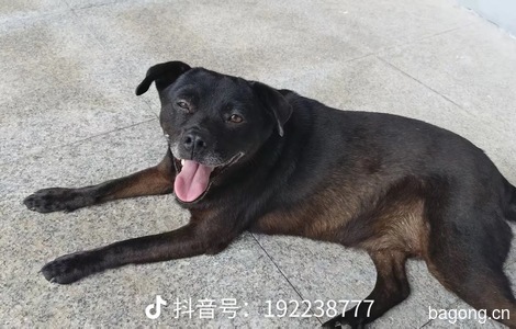黑狗，地包天，下巴发白，身体后...