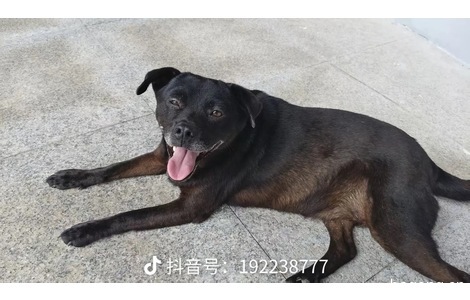 黑狗，地包天，下巴发白，身体后...