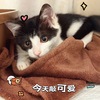 性格活泼奶牛猫寻领养