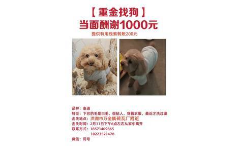 叫布丁，下巴上有毛，叫了会回应