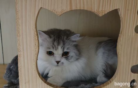 两只可爱小猫找家1