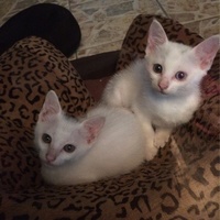 上海无偿赠送两个月大两只小白猫