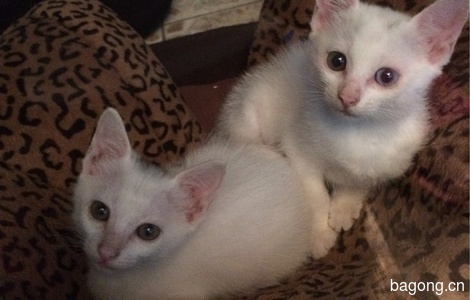 上海无偿赠送两个月大两只小白猫0