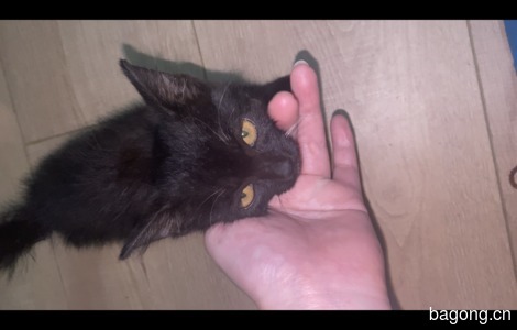 我捡的一只黑色小猫估计二个月大有好心人收养吗0