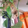 还有一只可爱的小橘猫在等主人领养