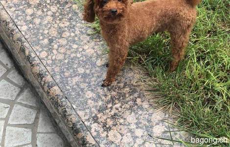 爱犬泰迪，小名糖豆儿，于25日下...