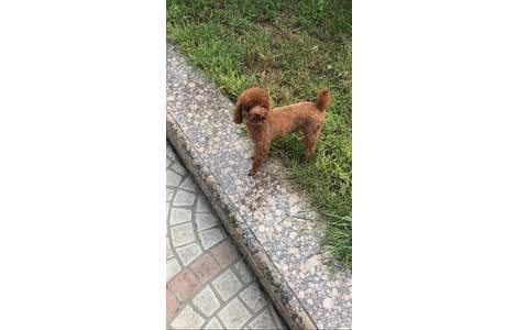 爱犬泰迪，小名糖豆儿，于25日下...
