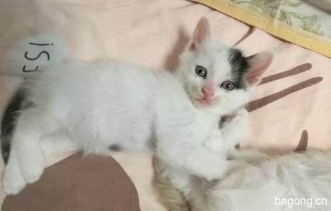 可爱小猫眯一个月大, 爱心送养6