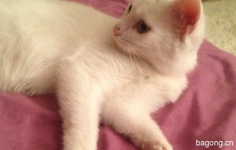 可爱的小白猫 找好心人领养1