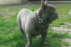 上海卡门犬舍0