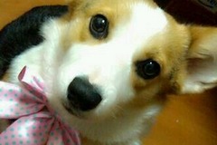 蒲柯宠物生活馆1