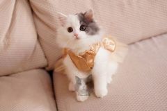 ：高低折耳猫