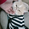白橘相间的加菲猫有些怕人，肚子...