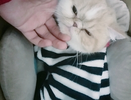 白橘相间的加菲猫有些怕人，肚子...