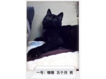 上海领养-小猫咪找靠...