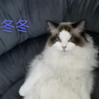 奇遇喵屋 封面小图