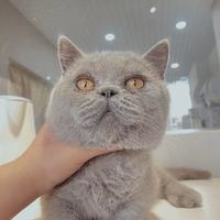 小李的猫 封面小图