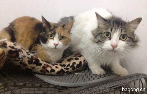 两只漂亮的猫咪找领养1