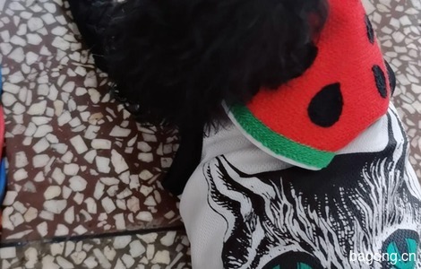 黑色泰迪犬公2岁。7月20日在普洱...