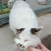 一只小母猫找家