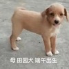 杭州一只幼田园犬找好心人领养