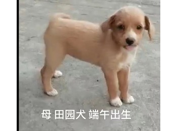 杭州一只幼田园犬找好...